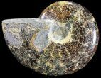 Polished, Agatized Ammonite (Cleoniceras) - Madagascar #54531-1